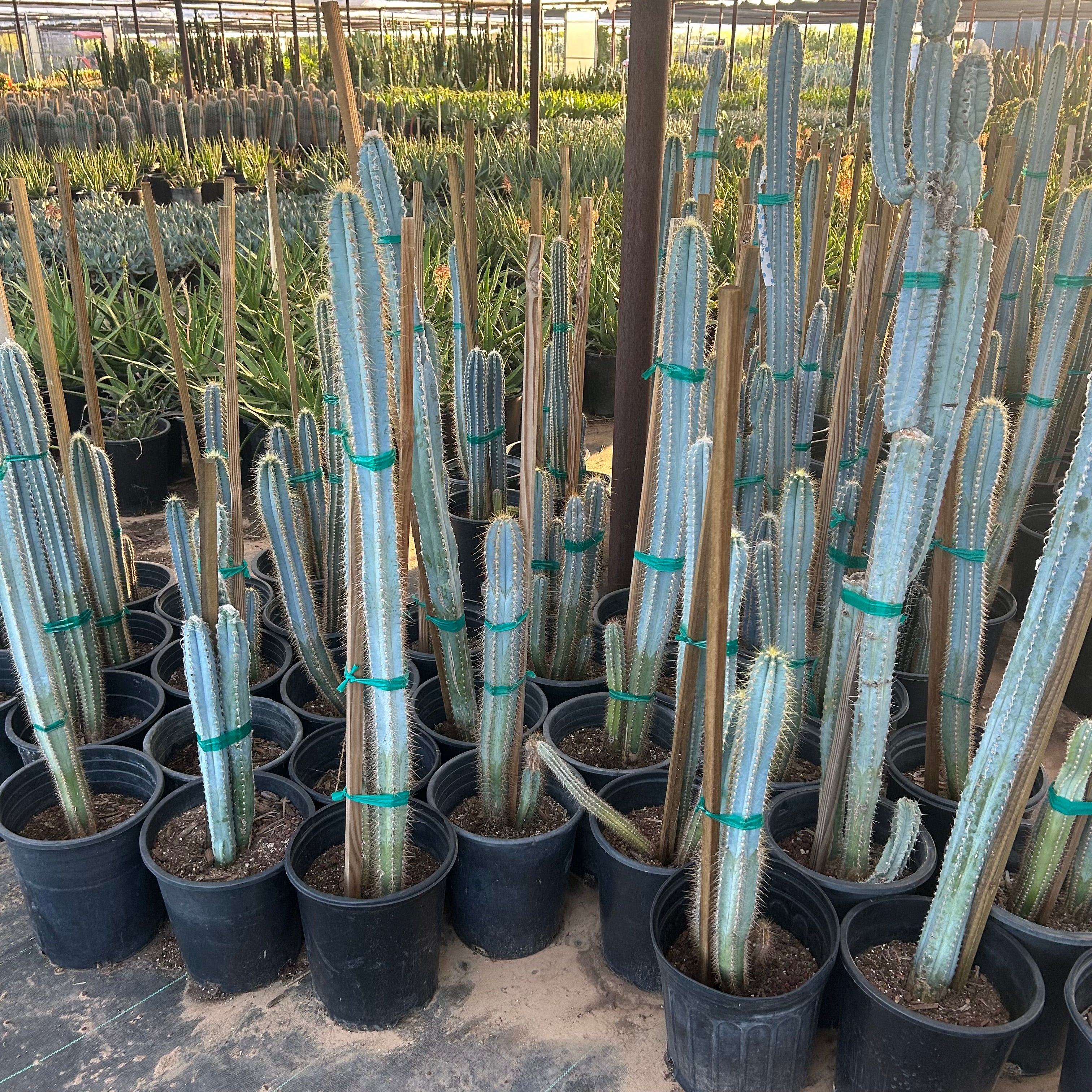 Buy Blue Ghost Cactus Phoenix, AZ | P. azureus | Three Timbers