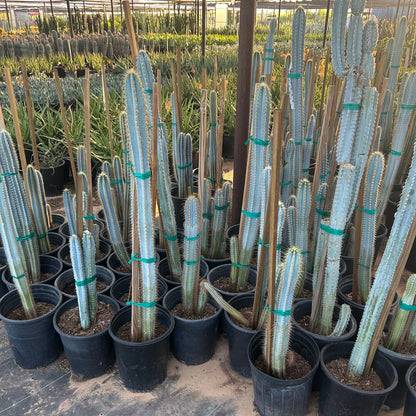 5 gallon Blue Ghost Agave (Agave franzosinii) in nursery pot — Phoenix, AZ