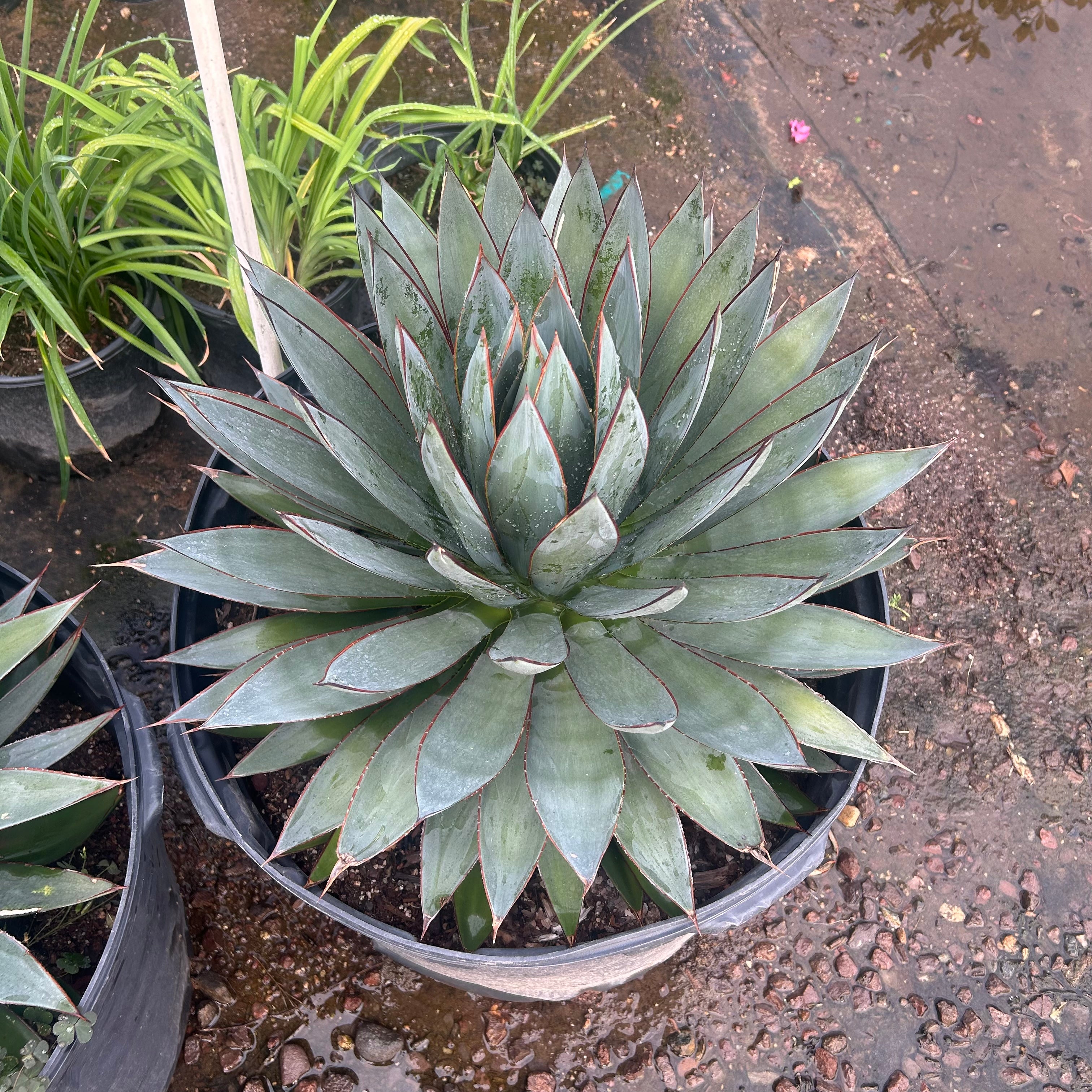Buy Blue Glow Agave Phoenix, AZ | Agave 'Blue Glow' | Three