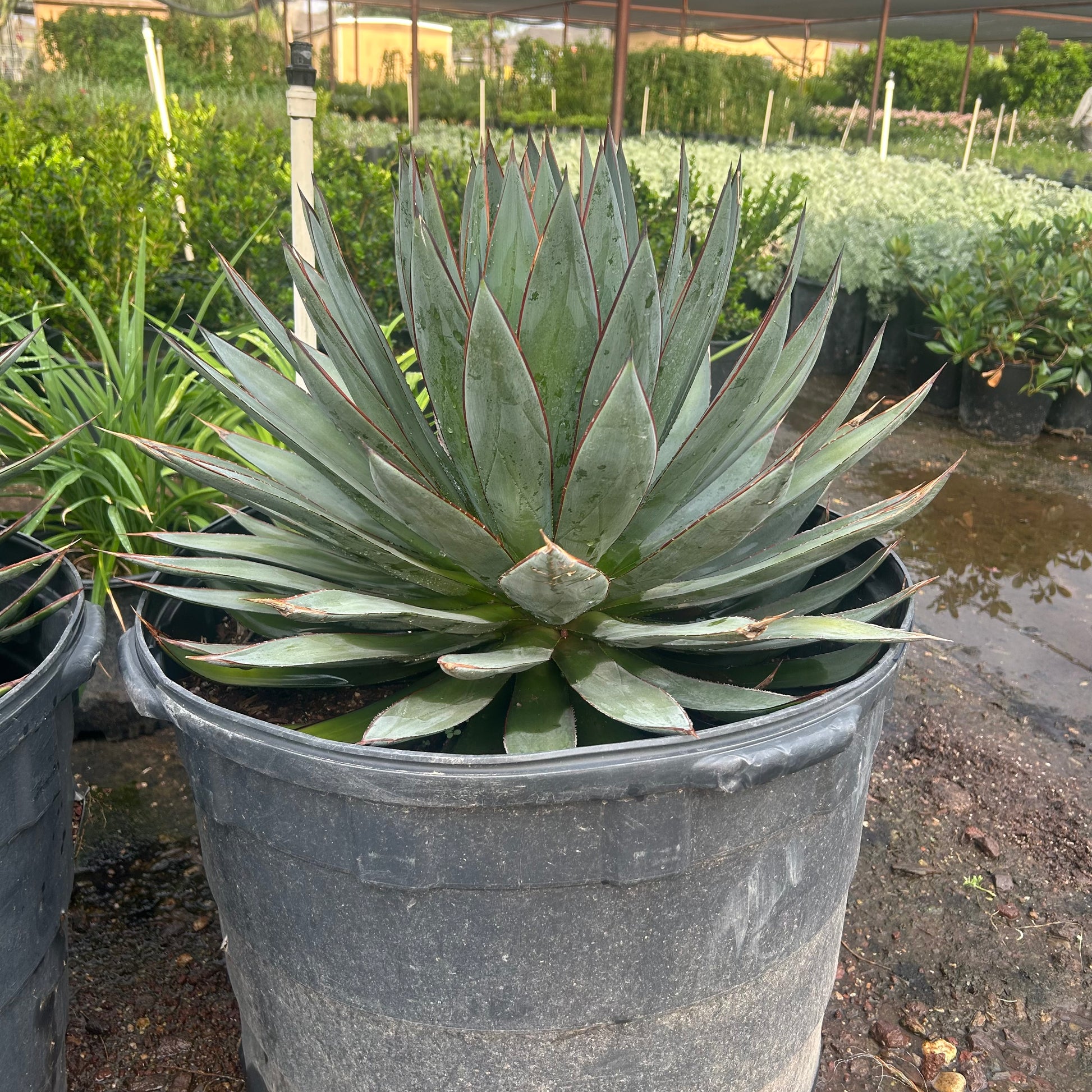 25 gallon Blue Glow Agave (Agave 'Blue Glow') in nursery pot — Phoenix, AZ