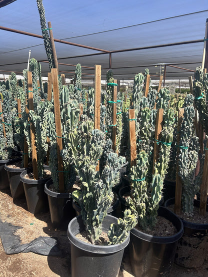 Blue Monstrosus cereus