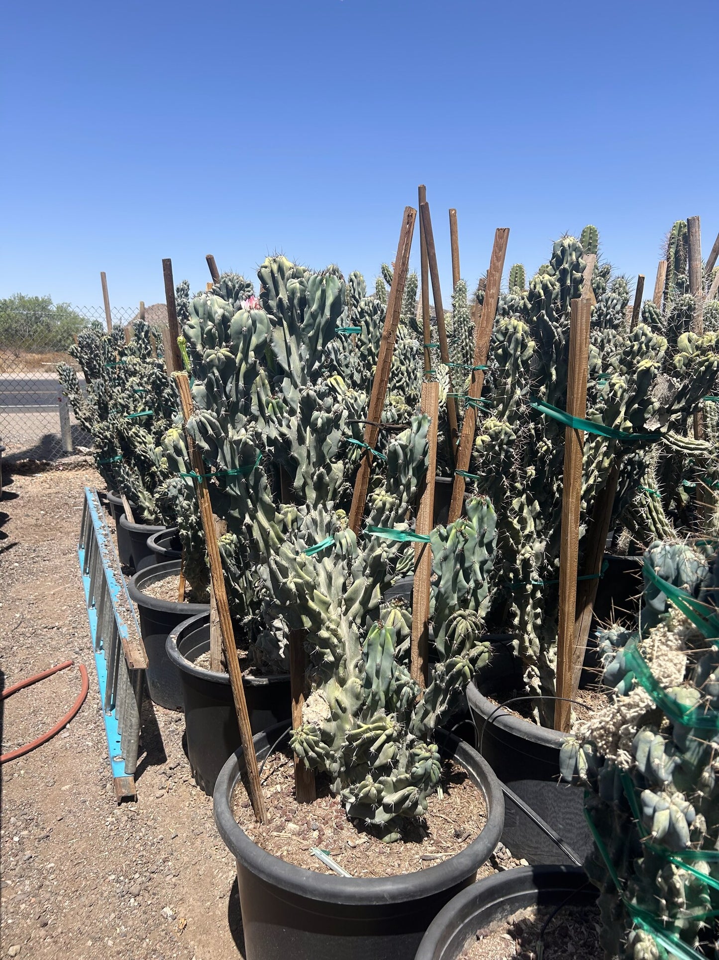 Blue Monstrosus cereus - 24"/25 Gallon
