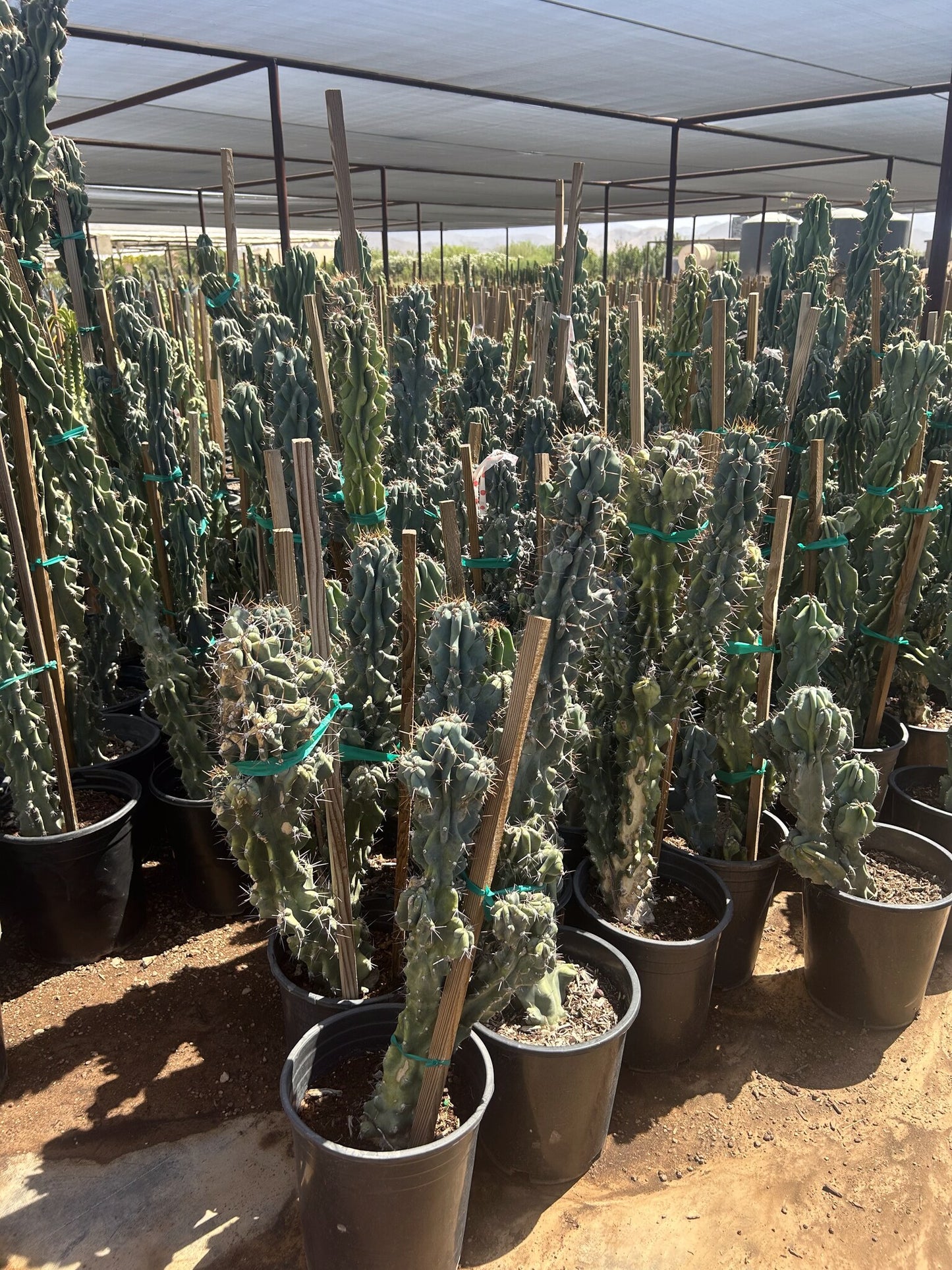Blue Monstrosus cereus