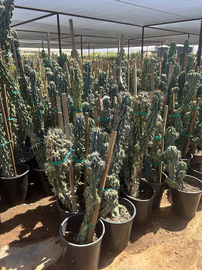 Blue Monstrosus cereus