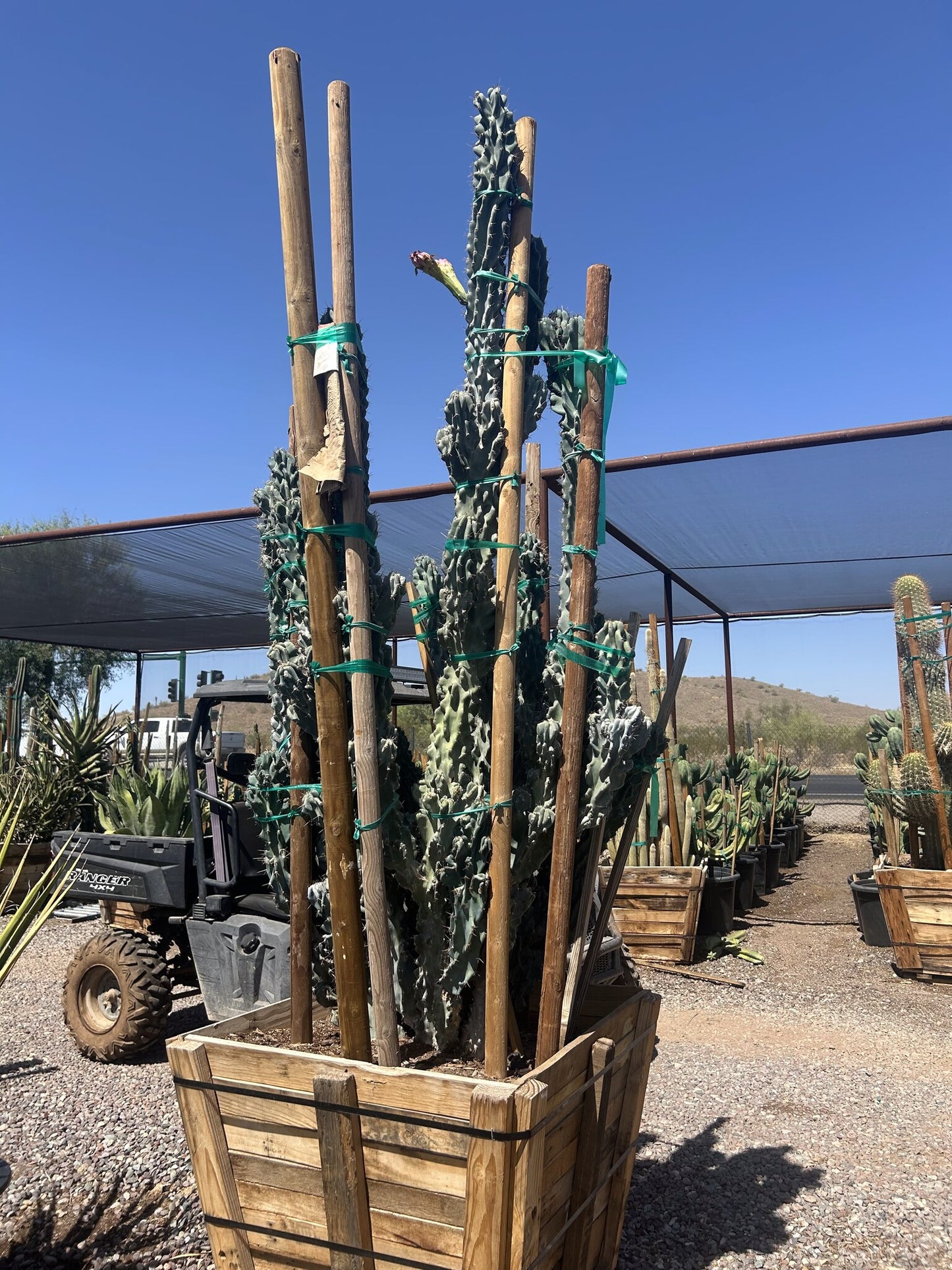 Blue Monstrosus cereus - 36" Box