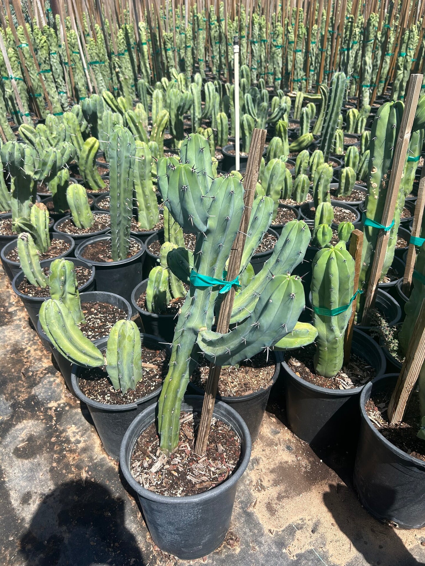 Blue Myrtle Cactus