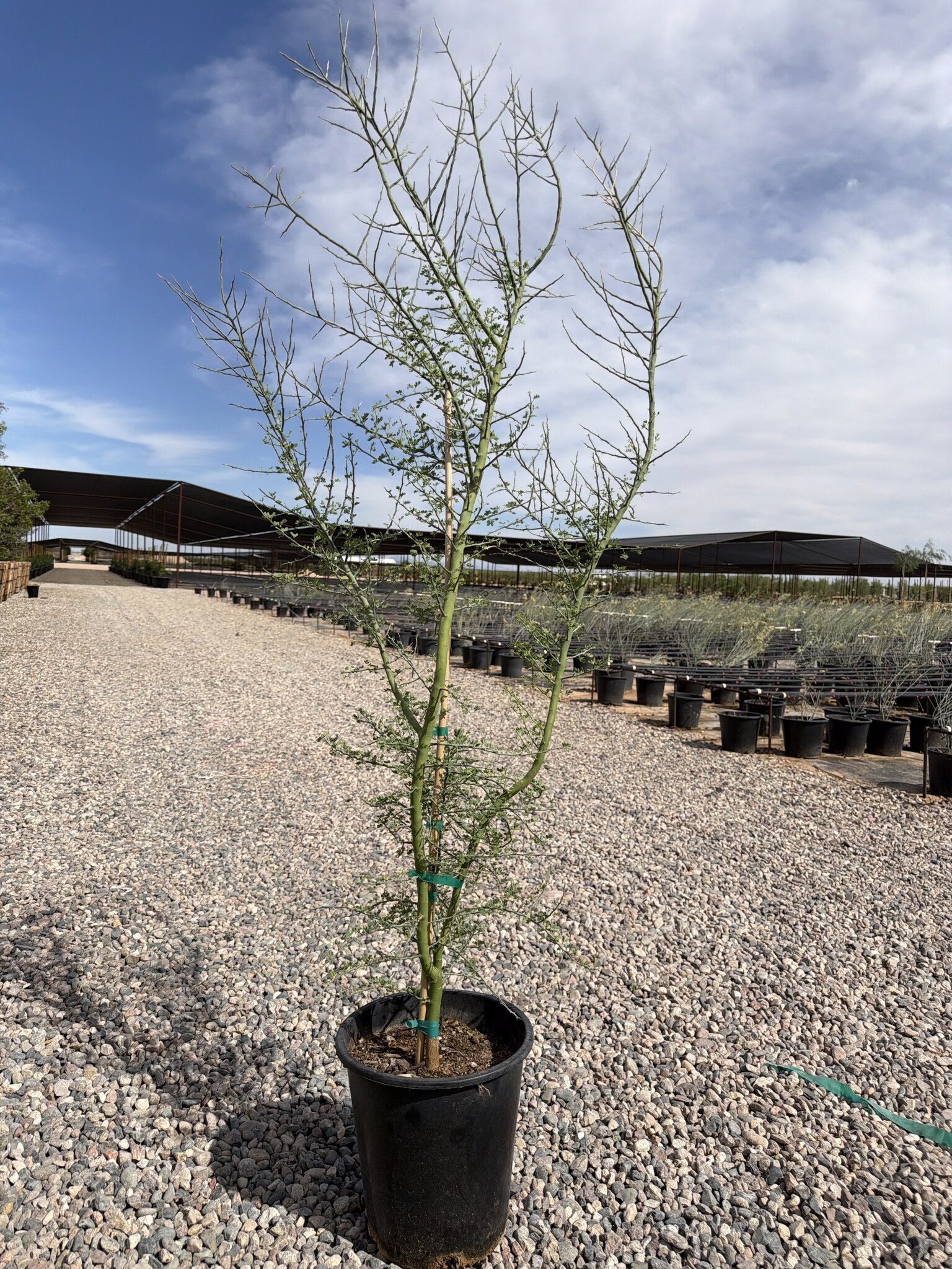 Blue Palo Verde 3/5 Gallon