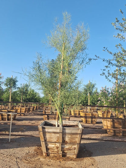 Blue Palo Verde