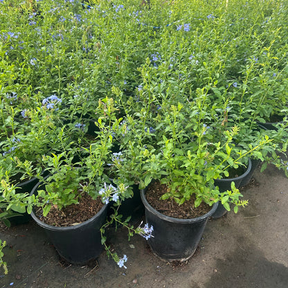 5 gallon Moroccan Mound (Euphorbia resinifera) in nursery pot — Phoenix, AZ