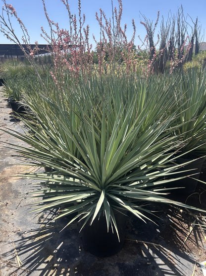 Blue Yucca 10/15 Gallon