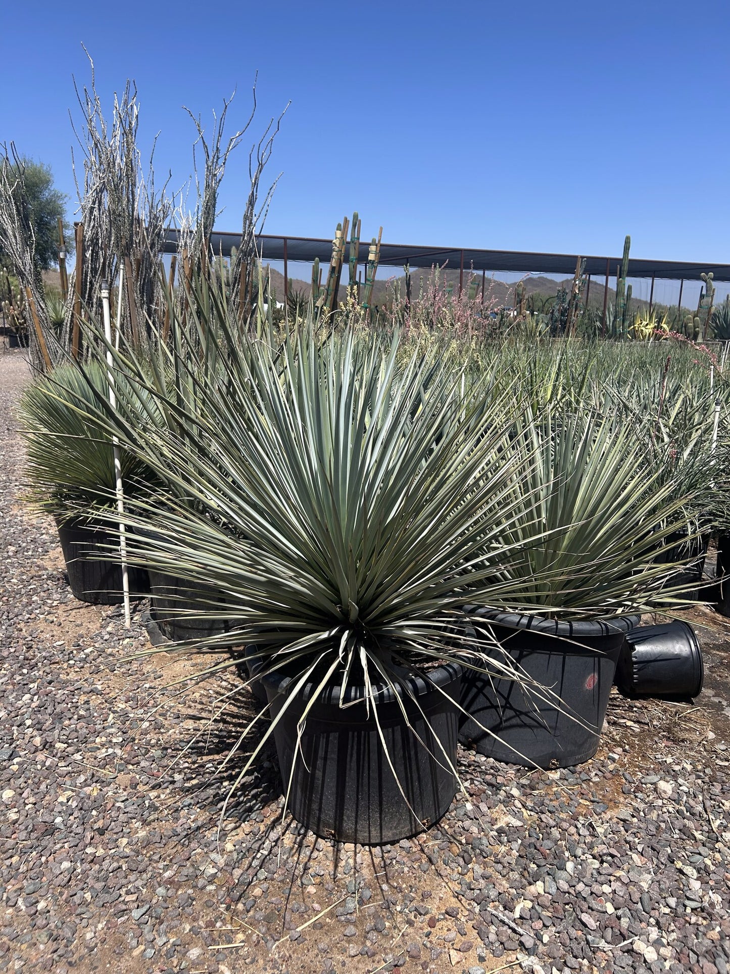 Blue Yucca - 25 Gallon