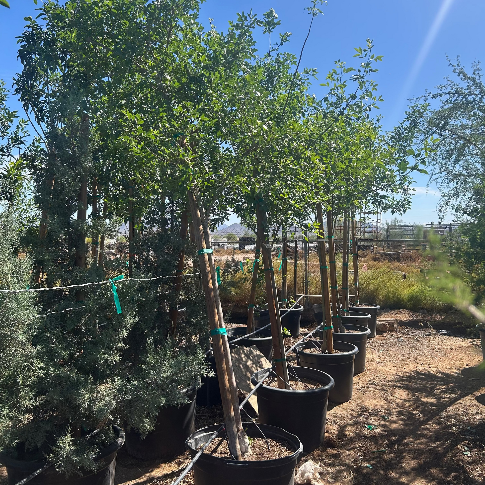 25 gallon Bonita Ash (Fraxinus velutina 'Bonita') in nursery pot — Phoenix, AZ