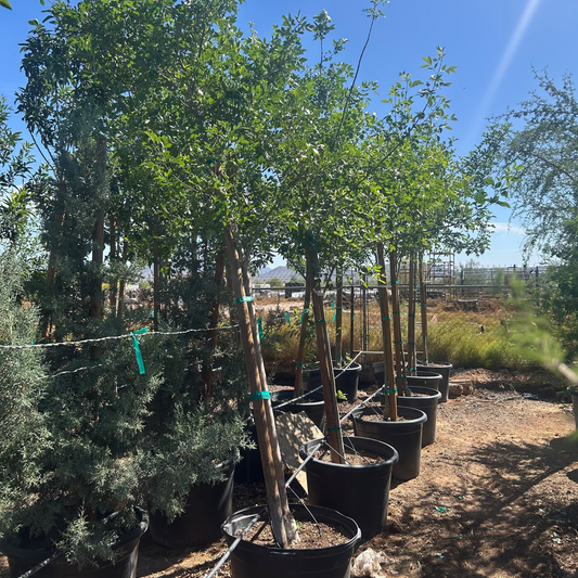 25 gallon Bonita Ash (Fraxinus velutina 'Bonita') in nursery pot — Phoenix, AZ