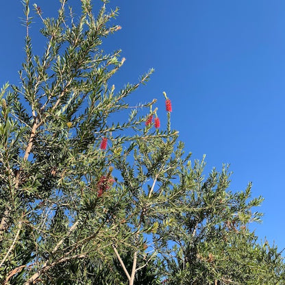 Bottle Brush Tree
