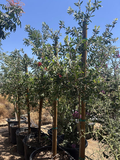 Bottle Brush Tree 24"/25 Gallon