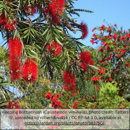Bottle Brush Tree