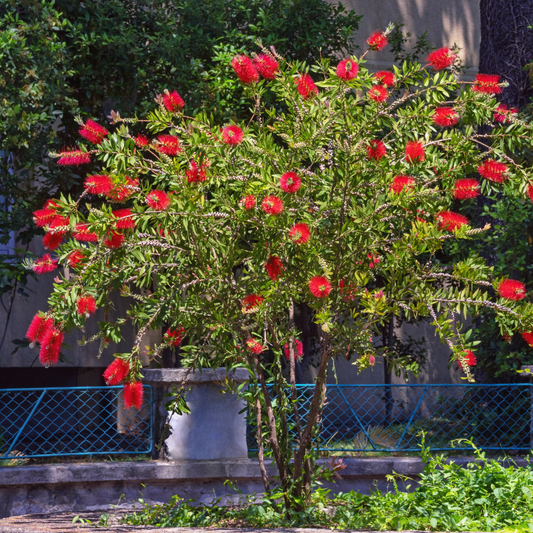 Bottle Brush Tree