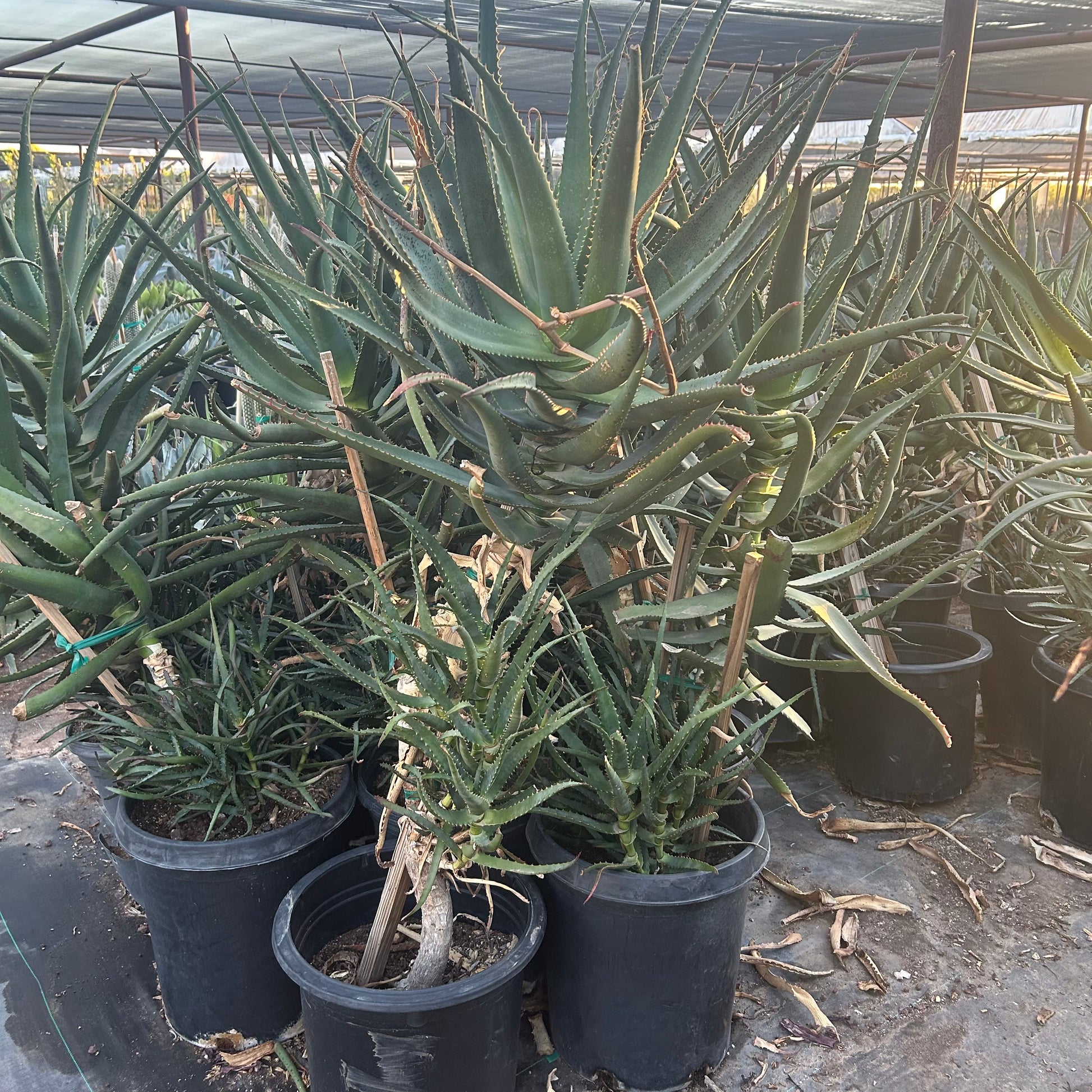 15 gallon Bottlebrush Aloe (Aloe lutescens) in nursery pot — Phoenix, AZ