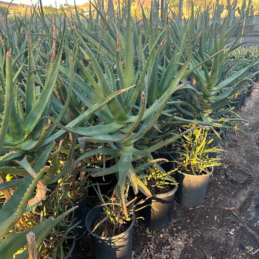 5 gallon Bottlebrush Aloe (Aloe lutescens) in nursery pot — Phoenix, AZ