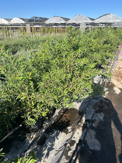 Bottlebrush Bush
