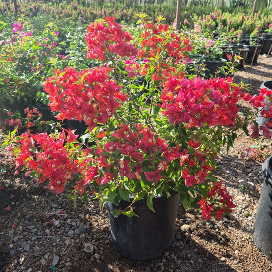 Flame Bougainvillea