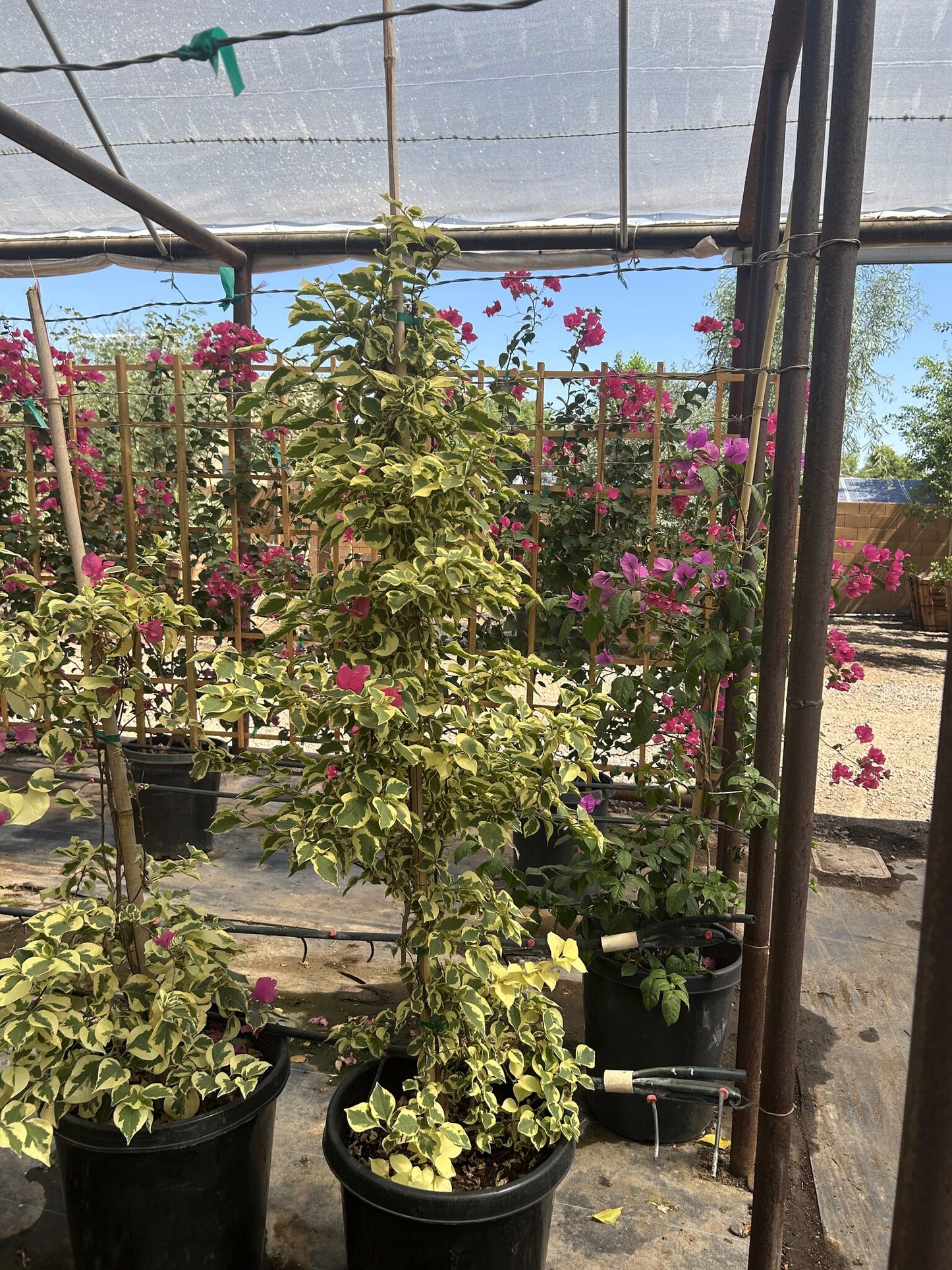 Bougainvillea 'Raspberry Ice' 10/15 Gallon