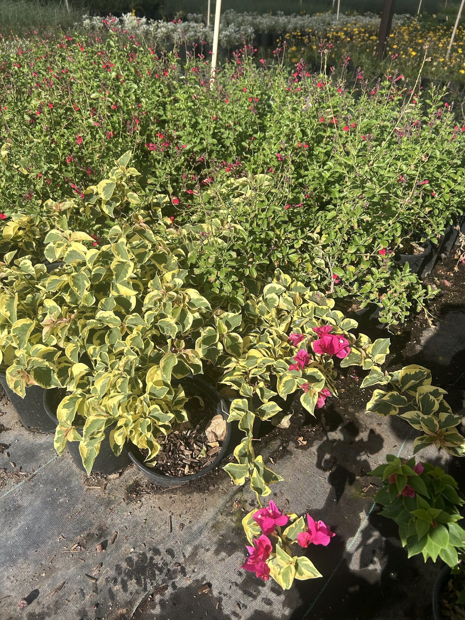 Bougainvillea 'Raspberry Ice'