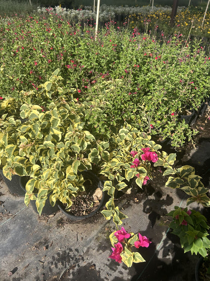 Bougainvillea 'Raspberry Ice'