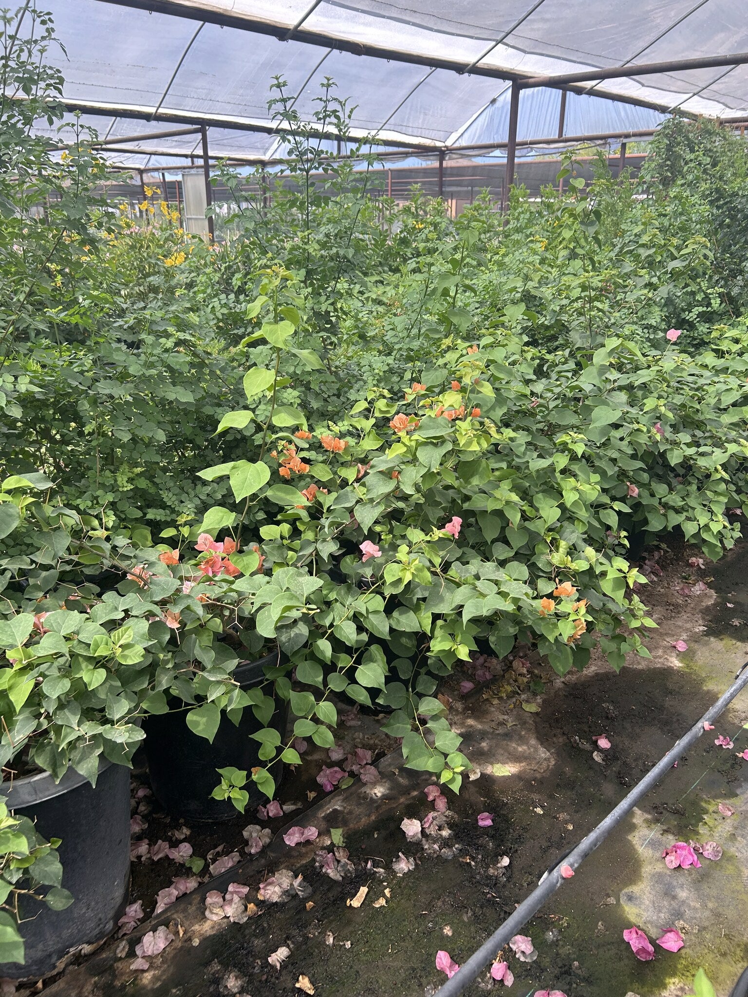 Bougainvillea 'Rosenka' 10/15 Gallon