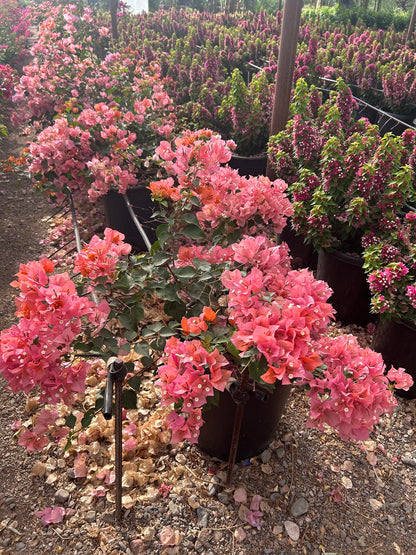 Bougainvillea 'Rosenka'