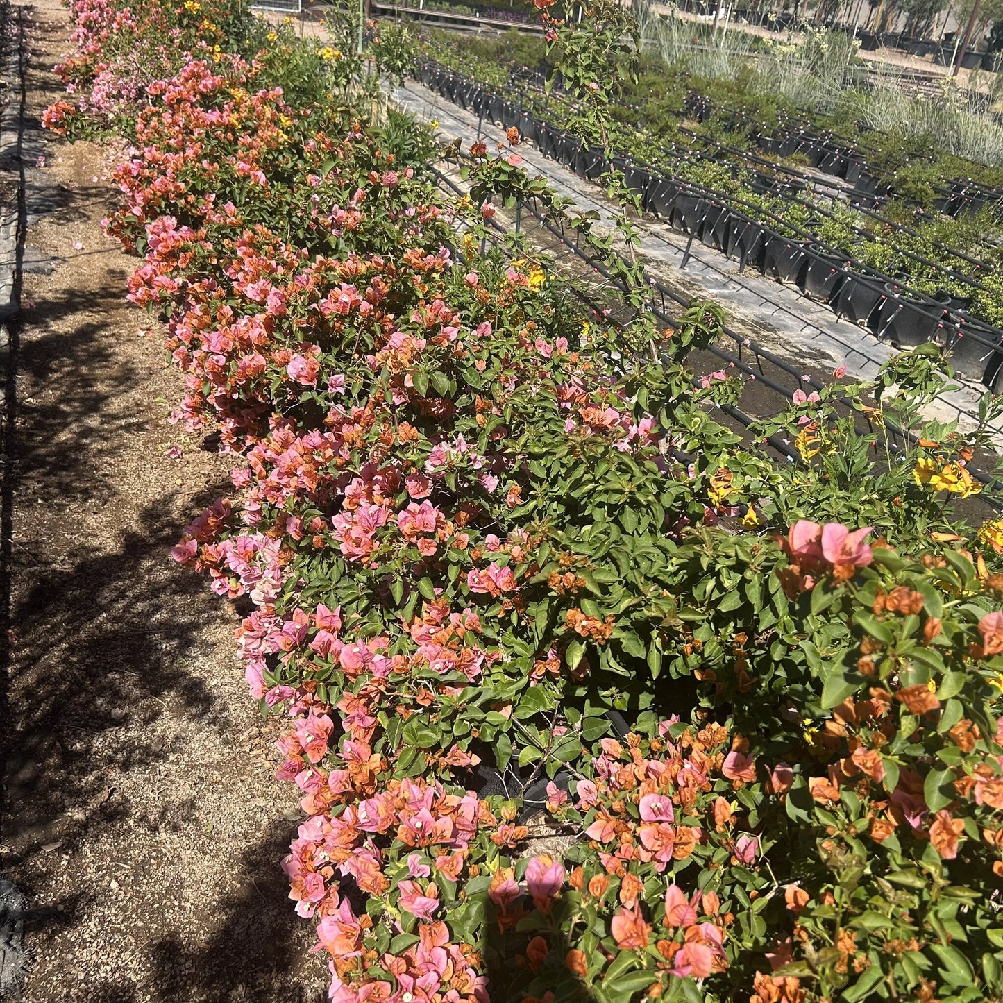 Bougainvillea 'Rosenka'