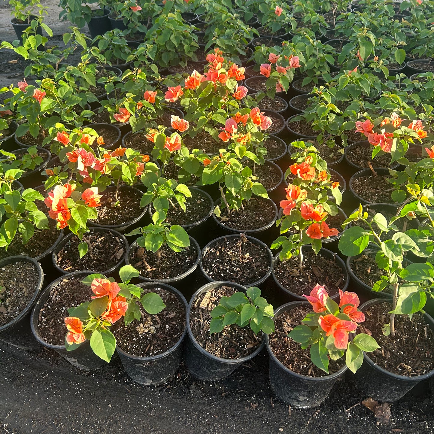 1 gallon Bougainvillea Rosenka (Bougainvillea 'Rosenka') in nursery pot — Phoenix, AZ