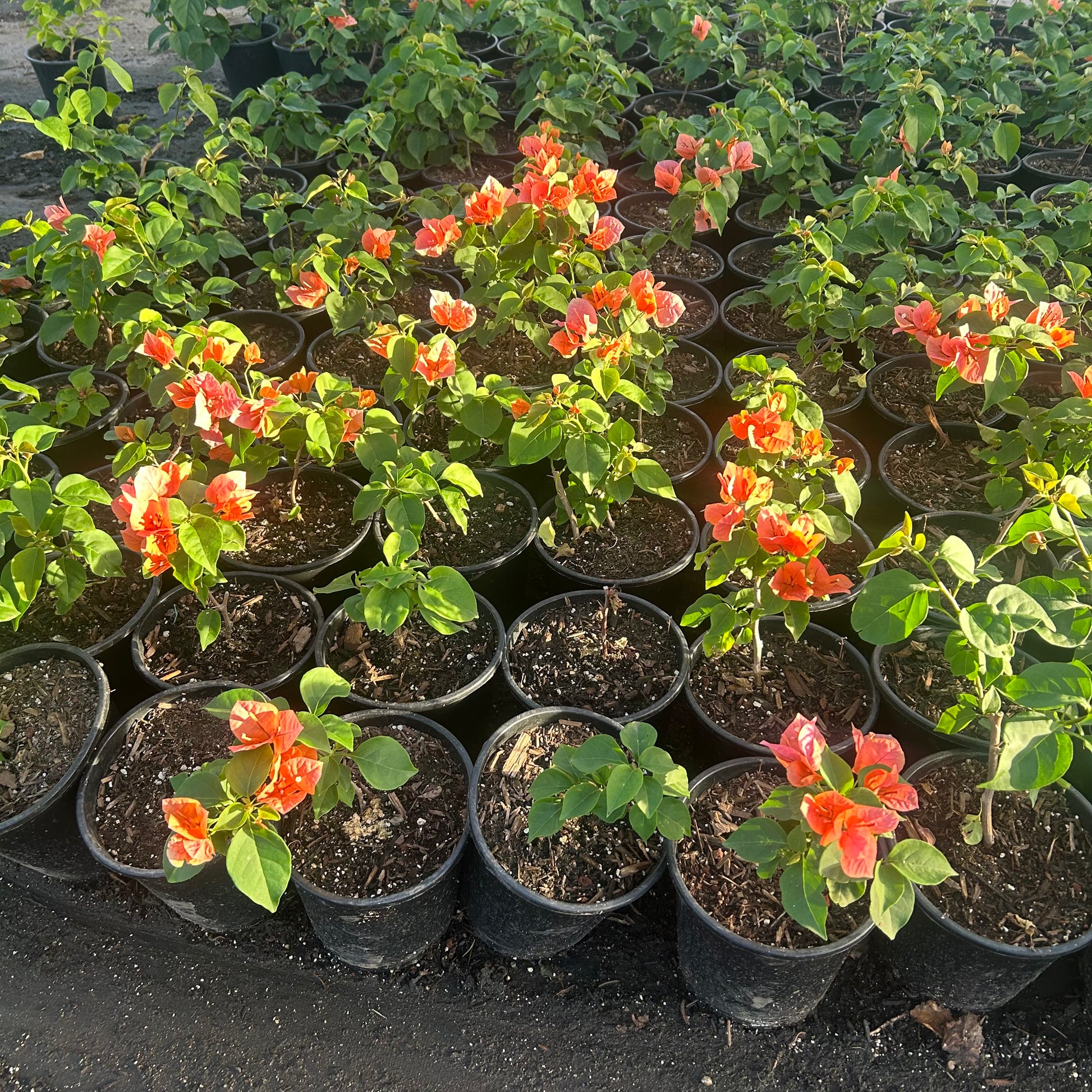Buy Rosenka Bougainvillea Phoenix, AZ