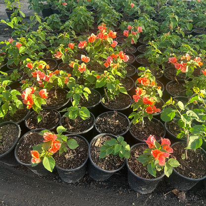 1 gallon Bougainvillea Rosenka (Bougainvillea 'Rosenka') in nursery pot — Phoenix, AZ