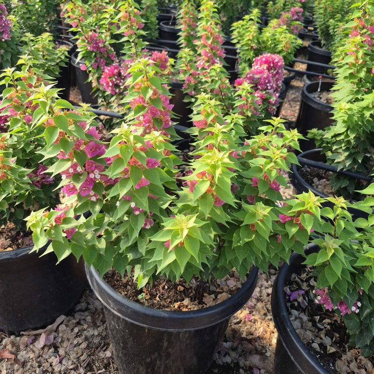 Torch Glow Bougainvillea