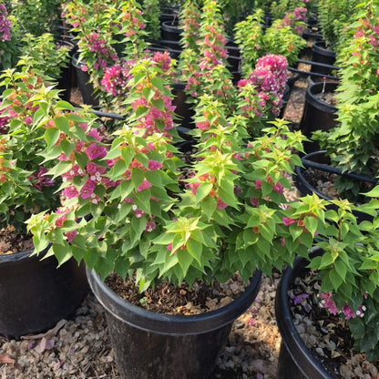 Torch Glow Bougainvillea