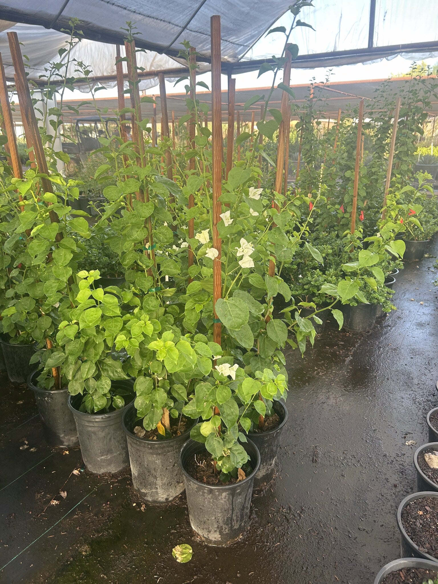 Bougainvillea White-Staked