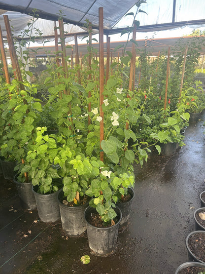 Bougainvillea White-Staked