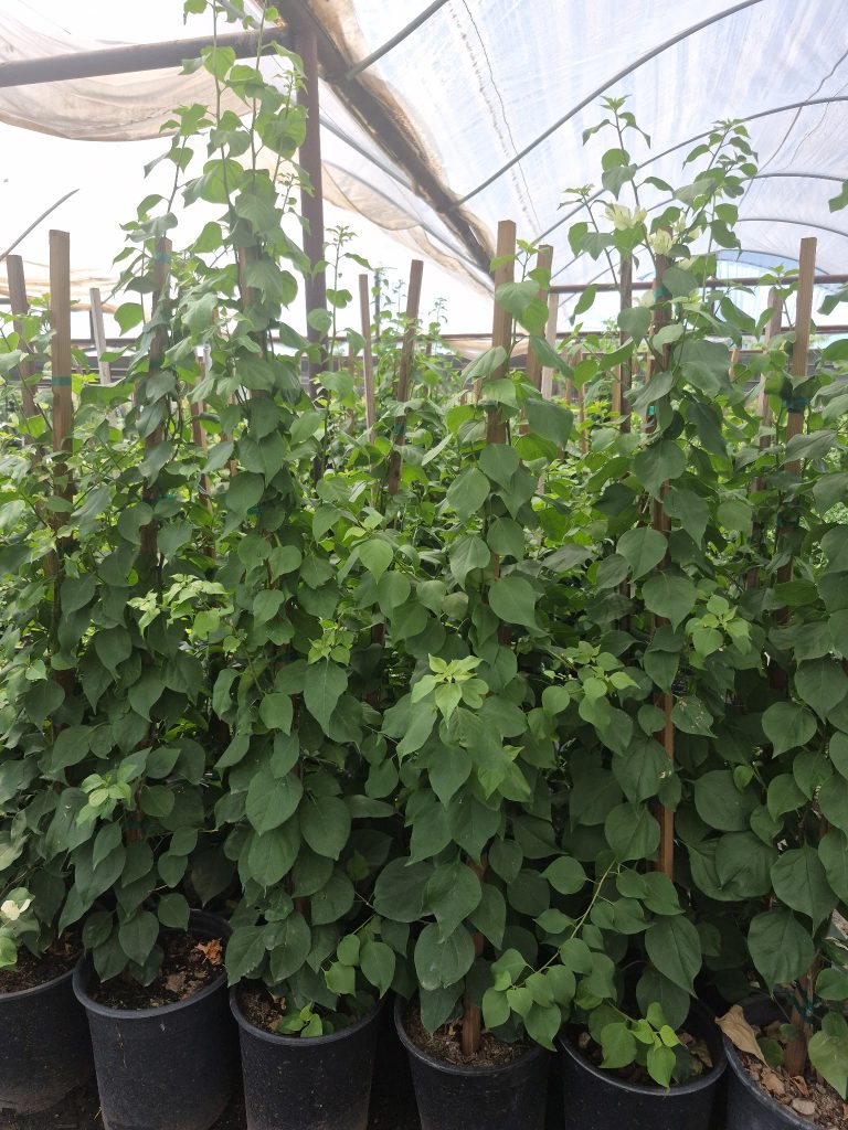 Bougainvillea White-Staked