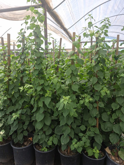 Bougainvillea White-Staked