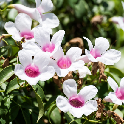 Bower Vine (Pandorea jasminoides) flowering vine in nursery pot — Phoenix, AZ