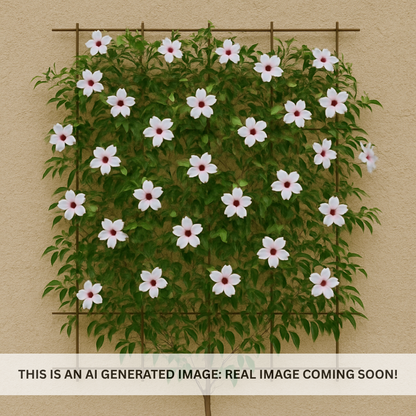 Pink Trumpet Espalier