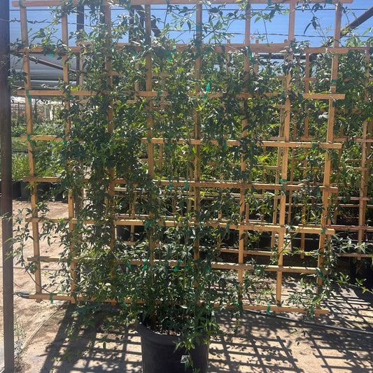 15 gallon Bower Vine Espalier (Pandorea jasminoides) trained on wooden trellis in nursery — Phoenix, AZ