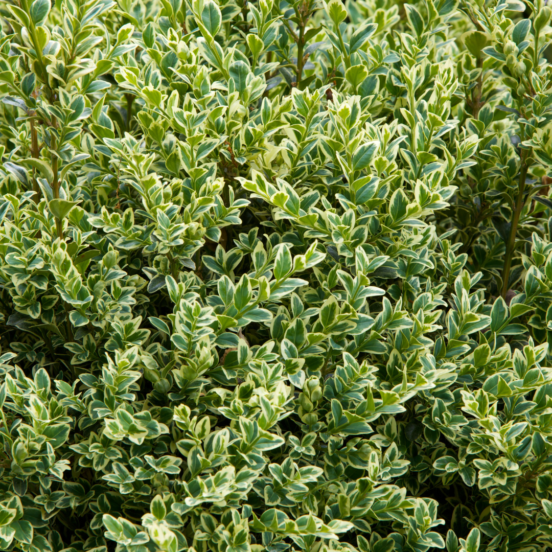 Boxleaf Euonymus