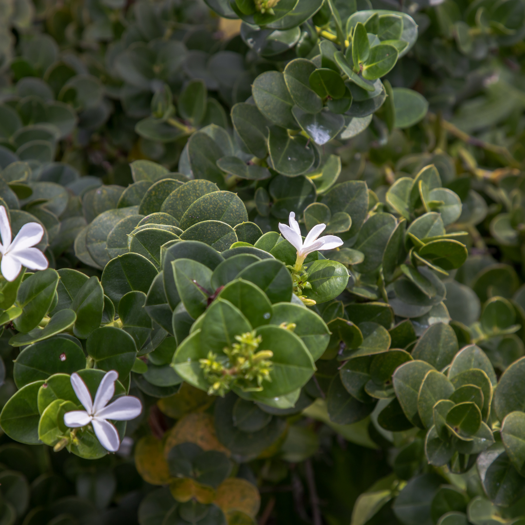 Boxwood Beauty