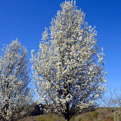 Bradford Pear (Pyrus calleryana) covered in white spring blooms against blue sky — Phoenix, AZ