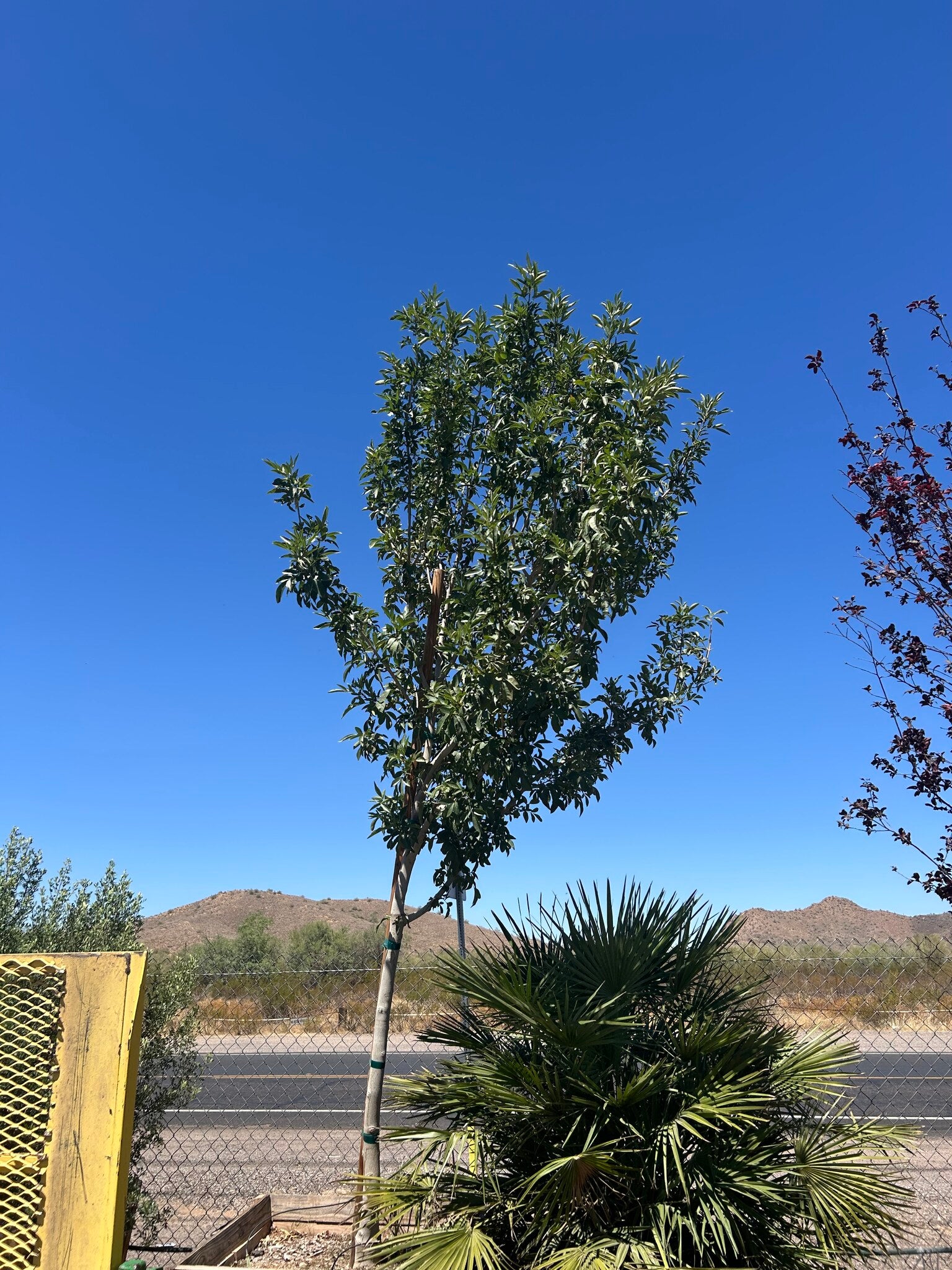Bradford Pear