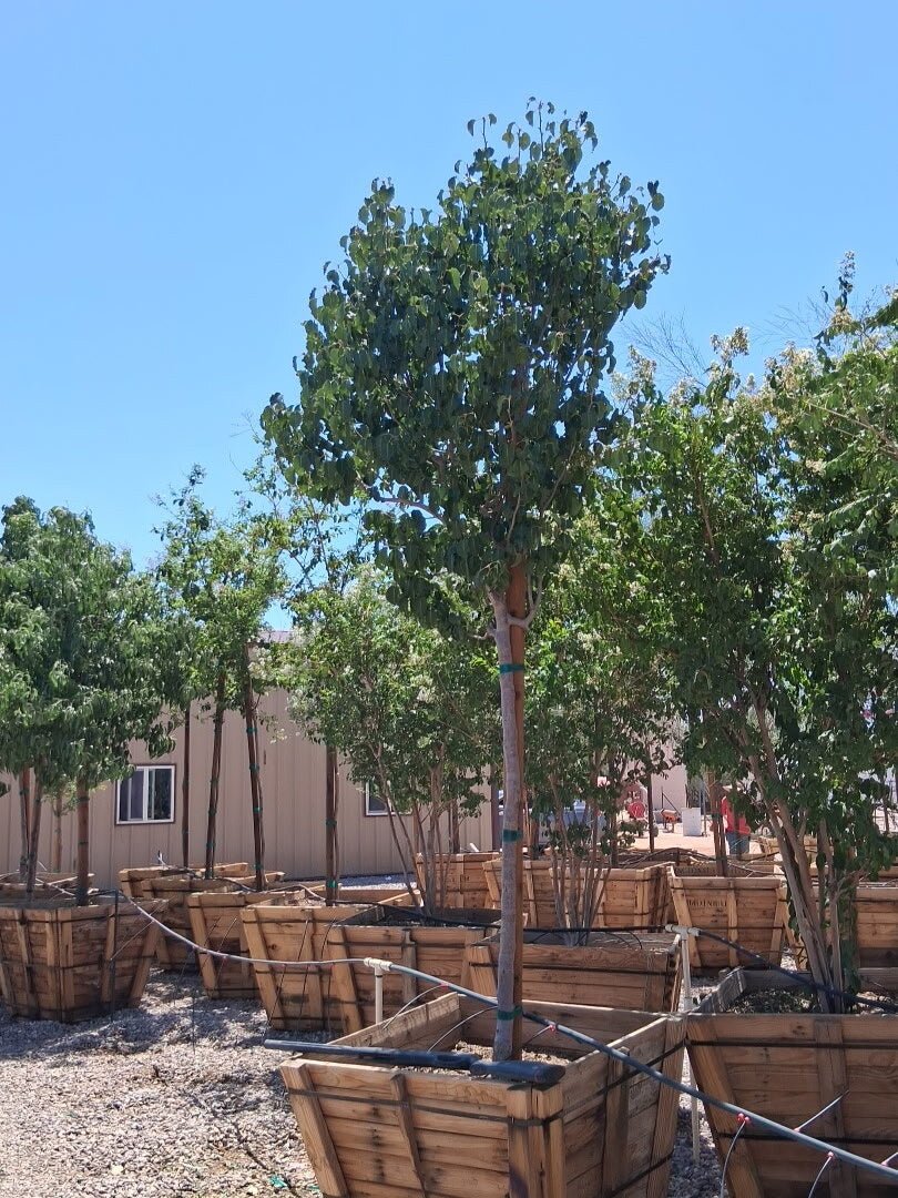 Bradford Pear