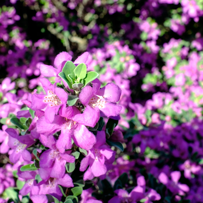 Rio Bravo Sage (Leucophyllum langmaniae) lavender-purple flowers covering green evergreen shrub — Phoenix, AZ