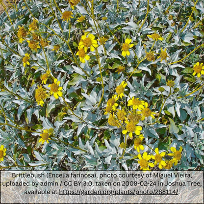 Brittlebush